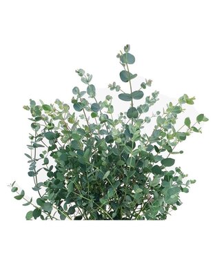 Florimo Fresh Flowers Verse Eucalyptus Gunnii | 300 gram per bos | Lengte 65 - 70 centimeter | Per bos Florimo Fresh Flowers Verse Eucalyptus Gunnii | 300 gram per bos | Lengte 65 - 70 centimeter | Per bos