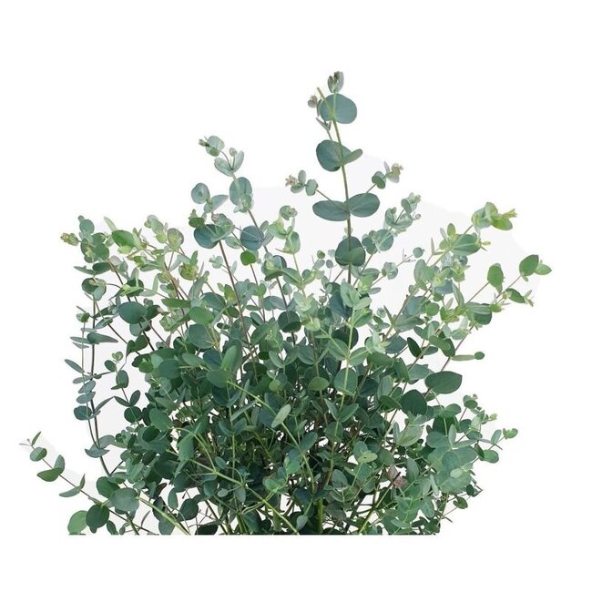 Verse Eucalyptus Gunnii | 300 gram per bos | Lengte 65 - 70 centimeter | Per bos te bestellen