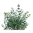 Verse Eucalyptus Gunnii | 300 gram per bos | Lengte 65 - 70 centimeter | Per bos te bestellen