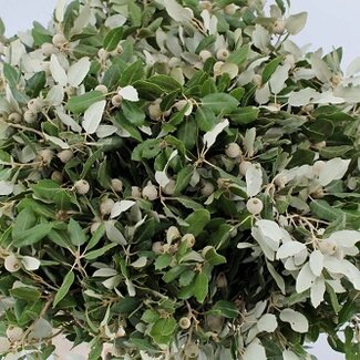 Florimo Fresh Flowers Fresh Stone Oak branches | 250 grams per bundle | Length 65 - 70 centimetres | Per bunch
