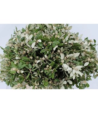 Florimo Fresh Flowers Frische Steineichenäste | 250 Gramm pro Bündel | Länge 65 - 70 Zentimeter | Pro Bündel