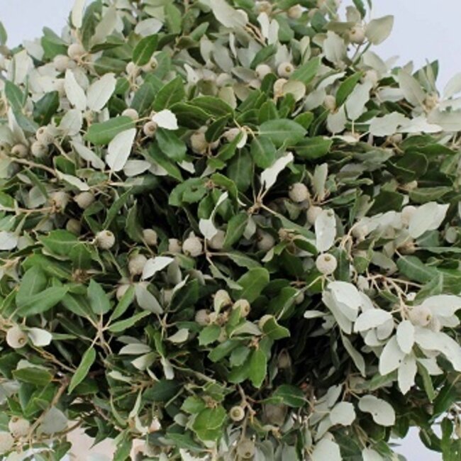 Fresh Holm Oak branches | 250 grams per bundle | Length 65 - 70 centimetres | Order by bunch