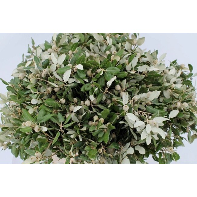 Fresh Holm Oak branches | 250 grams per bundle | Length 65 - 70 centimetres | Order by bunch