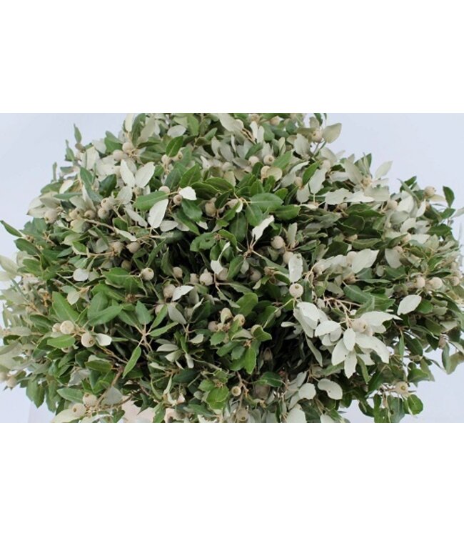 Verse Steeneik takken | 250 gram per bundel | Lengte 65 - 70 centimeter | Per bos te bestellen