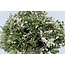 Fresh Holm Oak branches | 250 grams per bundle | Length 65 - 70 centimetres | Order by bunch