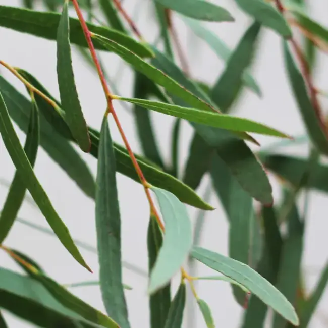 Verse Eucalyptus Nicollii | 300 gram per bos | Lengte 65 - 70 centimeter | Per bos te bestellen