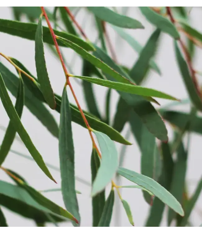 Verse Eucalyptus Nicollii | 300 gram per bos | Lengte 65 - 70 centimeter | Per bos te bestellen
