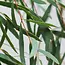 Verse Eucalyptus Nicollii | 300 gram per bos | Lengte 65 - 70 centimeter | Per bos te bestellen