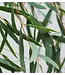 Verse Eucalyptus Nicollii | 300 gram per bos | Lengte 65 - 70 centimeter | Per bos te bestellen