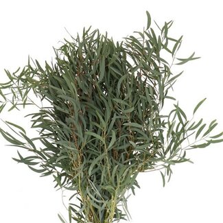 Florimo Fresh Flowers Verse Eucalyptus Nicollii | 300 gram per bos | Lengte 65 - 70 centimeter | Per bos
