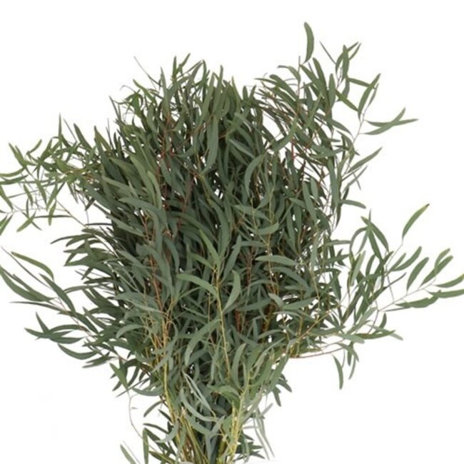 Fresh Eucalyptus Nicollii | 300 grams per bunch | Length 65 - 70 centimetres | Order per bunch