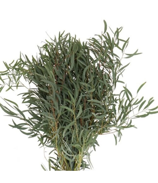 Verse Eucalyptus Nicollii | 300 gram per bos | Lengte 65 - 70 centimeter | Per bos te bestellen