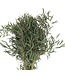 Verse Eucalyptus Nicollii | 300 gram per bos | Lengte 65 - 70 centimeter | Per bos te bestellen