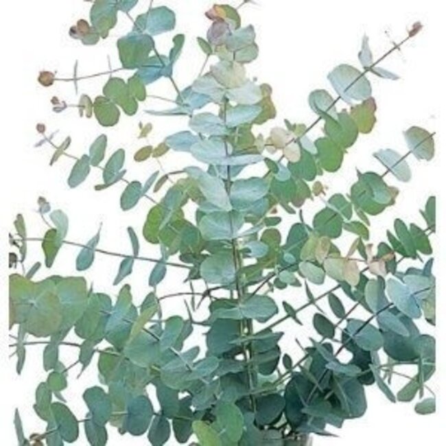 Fresh Eucalyptus Cinerea | 350 - 400 grams per bunch | Length 65 - 70 centimetres | Order by bunch