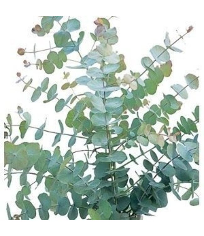 Verse Eucalyptus Cinerea | 350 - 400 gram per bos | Lengte 65 - 70 centimeter | Per bos te bestellen