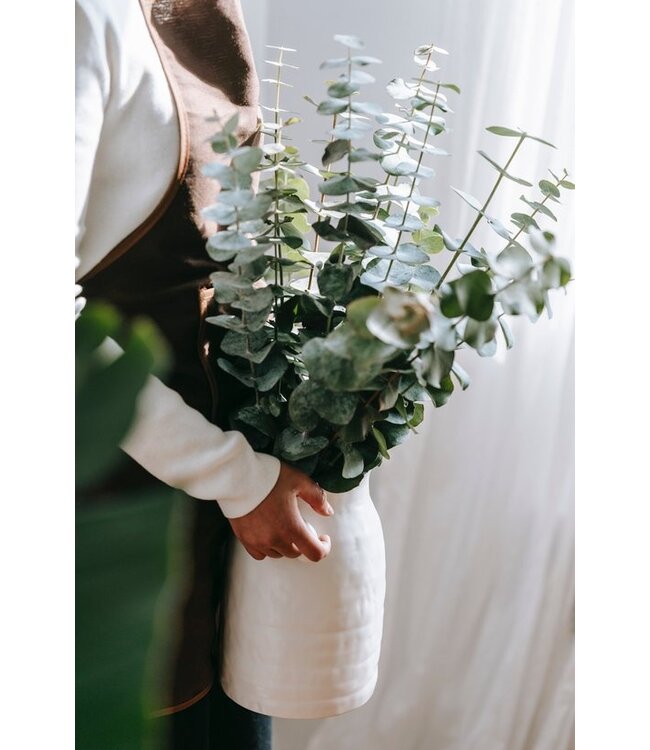 Verse Eucalyptus Cinerea | 350 - 400 gram per bos | Lengte 65 - 70 centimeter | Per bos te bestellen