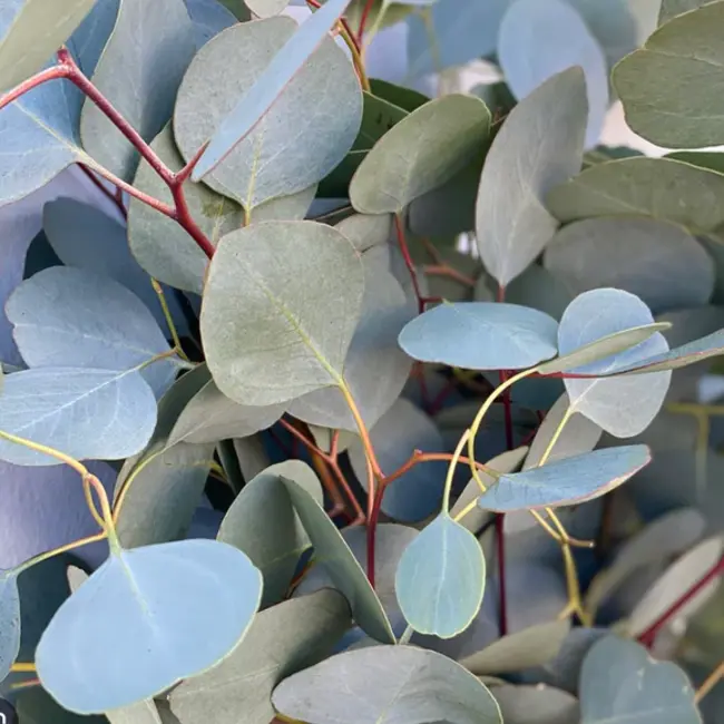 Verse Eucalyptus Populus | 300 gram per bos | Lengte 65 - 70 centimeter | Per bos te bestellen