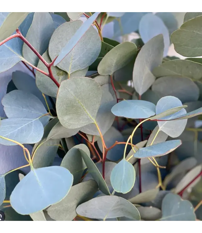 Frischer Eukalyptus Populus | 300 Gramm pro Strauß | Länge 65 - 70 Zentimeter | Bestellung pro Strauß