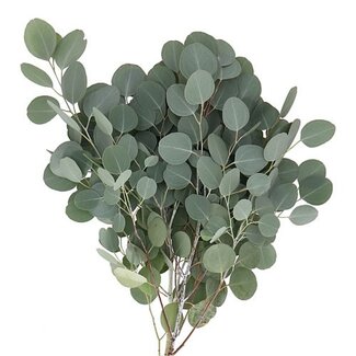 Florimo Fresh Flowers Verse Eucalyptus Populus | 300 gram per bos | Lengte 65 - 70 centimeter | Per bos
