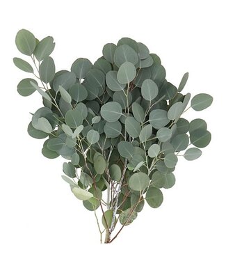 Florimo Fresh Flowers Verse Eucalyptus Populus | 300 gram per bos | Lengte 65 - 70 centimeter | Per bos Florimo Fresh Flowers Verse Eucalyptus Populus | 300 gram per bos | Lengte 65 - 70 centimeter | Per bos