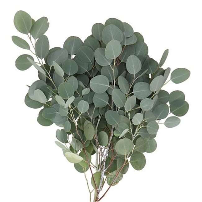 Fresh Eucalyptus Populus | 300 grams per bunch | Length 65 - 70 centimetres | Order per bunch