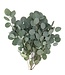 Verse Eucalyptus Populus | 300 gram per bos | Lengte 65 - 70 centimeter | Per bos te bestellen