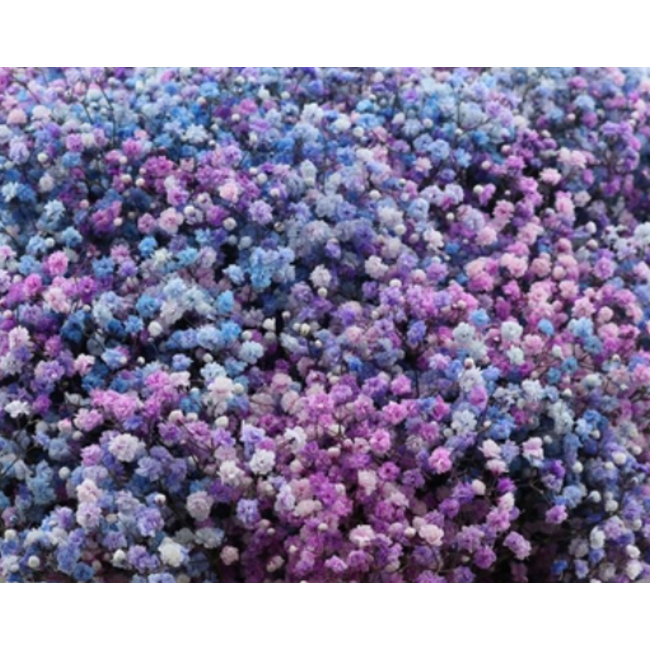 Fresh rainbow Violet mix Gypsophila paniculata Xlence | rainbow pink and purple | 40 grams | 25 branches per bunch