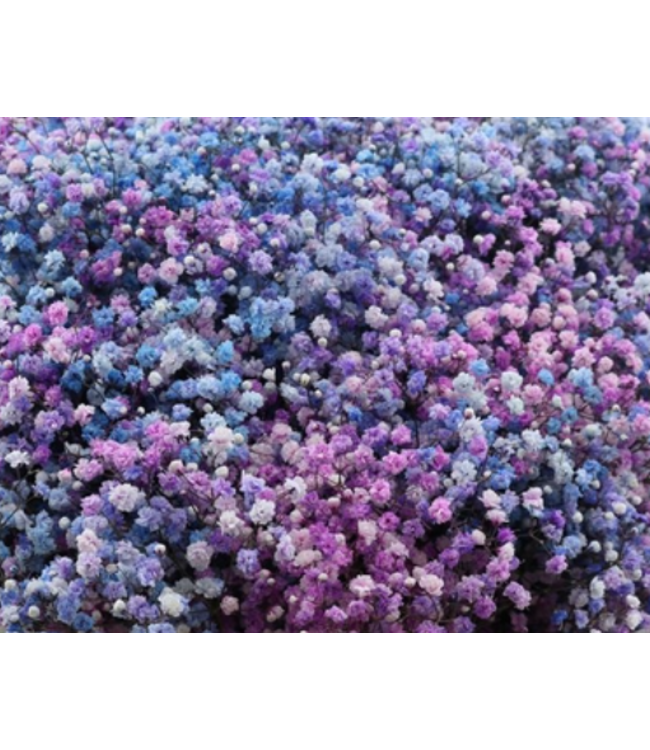 Frische Regenbogenviolett-Mischung Gypsophila paniculata Xlence | Regenbogenrosa und Violett | 40 Gramm | 25 Zweige pro Strauß