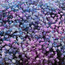Frische Regenbogenviolett-Mischung Gypsophila paniculata Xlence | Regenbogenrosa und Violett | 40 Gramm | 25 Zweige pro Strauß