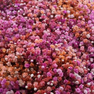 Florimo Fresh Flowers Fresh rainbow Malibu mix Gypsophila pink and salmon Gypsophila paniculata Xlence | 40 grams | 25 branches per bunch