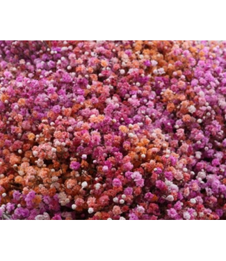 Florimo Fresh Flowers Vers regenboog Malibu mix Gipskruid | Rainbow roze en salmon Gypsophila paniculata Xlence | 40 gram | 25 takken per bos