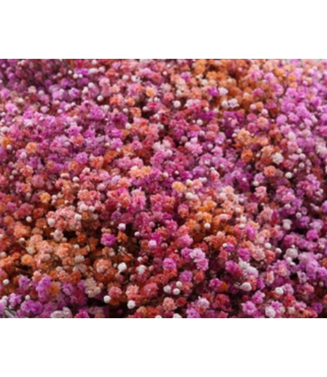Vers regenboog Malibu mix Gipskruid | Rainbow roze en salmon Gypsophila paniculata Xlence | 40 gram | 25 takken per bos
