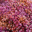 Fresh rainbow Malibu mix Gypsophila pink and salmon Gypsophila paniculata Xlence | 40 grams | 25 branches per bunch