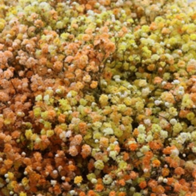 Vers regenboog Miami mix Gipskruid | Rainbow geel en oranje Gypsophila paniculata Xlence | 40 gram | 25 takken per bos