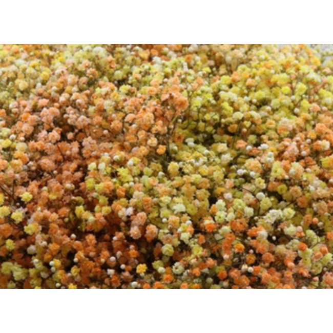 Vers regenboog Miami mix Gipskruid | Rainbow geel en oranje Gypsophila paniculata Xlence | 40 gram | 25 takken per bos