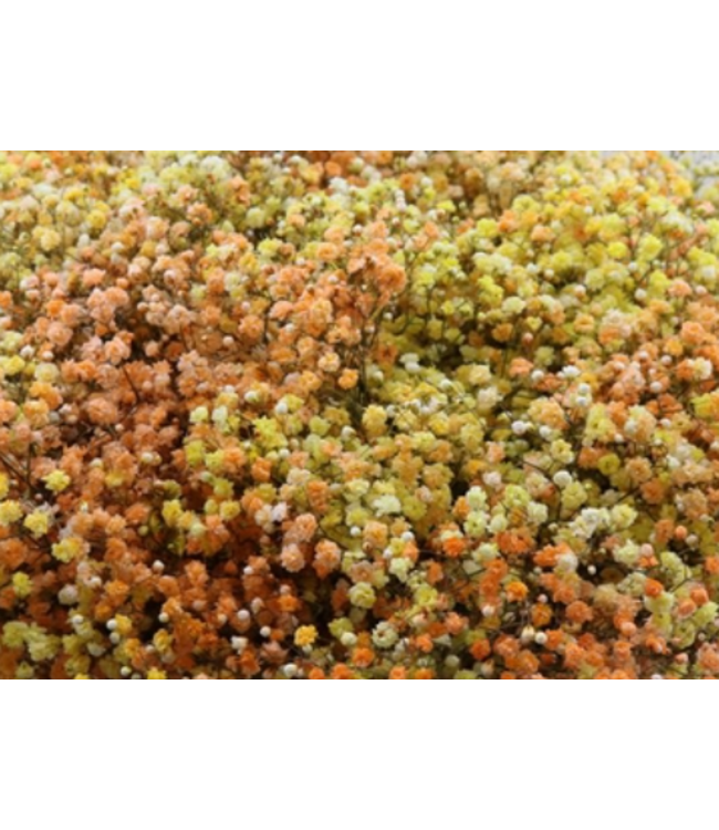 Vers regenboog Miami mix Gipskruid | Rainbow geel en oranje Gypsophila paniculata Xlence | 40 gram | 25 takken per bos