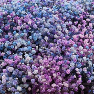 Florimo Fresh Flowers Vers regenboog Detroit mix Gipskruid | Rainbow paars en blauwe Gypsophila paniculata Xlence | 40 gram | 25 takken per bos