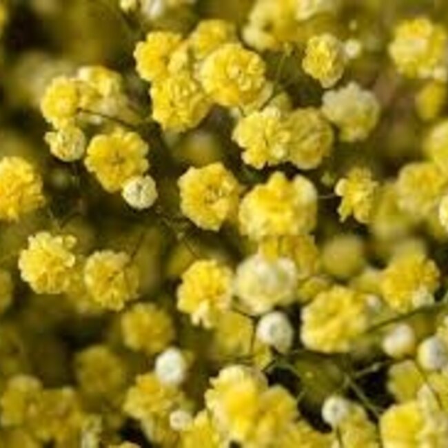 Vers geel Gipskruid | Gele Gypsophila paniculata Xlence | 40 gram | 25 takken per bos | Per bos te bestellen