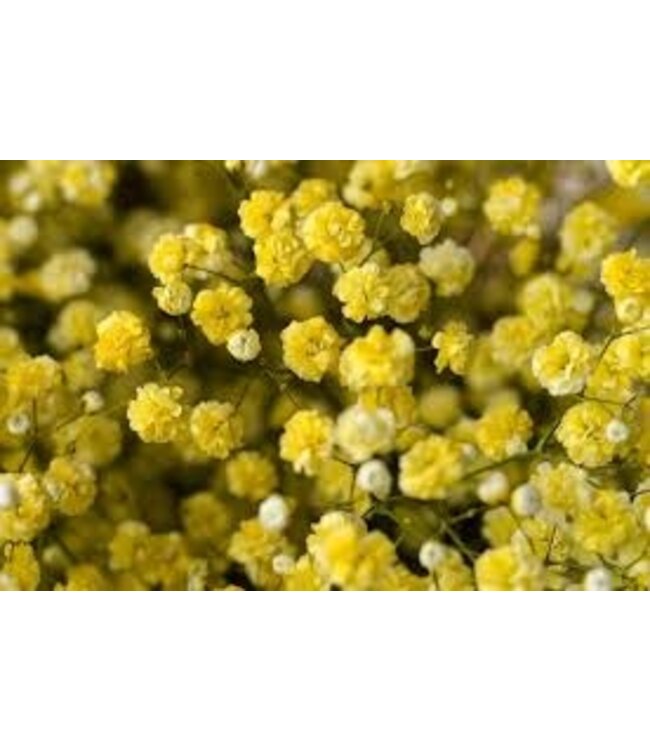 Vers geel Gipskruid | Gele Gypsophila paniculata Xlence | 40 gram | 25 takken per bos | Per bos te bestellen