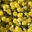 Fresh yellow Gypsophila herb | Yellow Gypsophila paniculata Xlence | 40 grams | 25 branches per bunch | Order per bunch