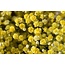 Vers geel Gipskruid | Gele Gypsophila paniculata Xlence | 40 gram | 25 takken per bos | Per bos te bestellen