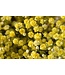 Frisches gelbes Schleierkraut | Yellow Gypsophila paniculata Xlence | 40 Gramm | 25 Zweige pro Strauß | Bestellung pro Strauß