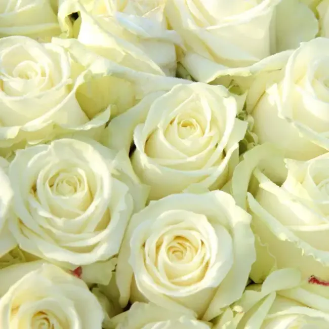 Fresh white roses - EXCLUSIVE - Length ± 70 centimeters - Can be ordered per 10 pieces
