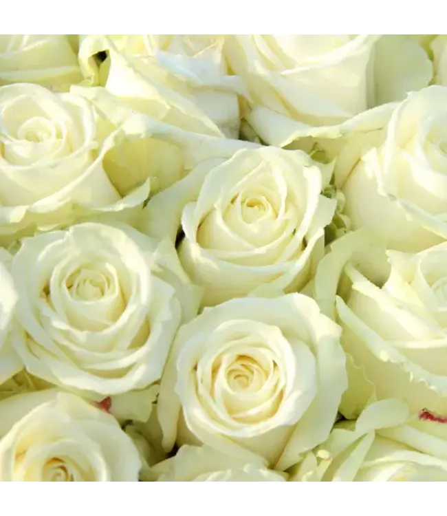 Verse witte rozen - EXCLUSIEF - Lengte ± 70 centimeter - Per 10 stuks te bestellen