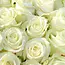 Fresh white roses - EXCLUSIVE - Length ± 70 centimeters - Can be ordered per 10 pieces