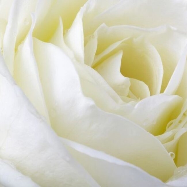 Fresh white roses - EXCLUSIVE - Length ± 70 centimeters - Can be ordered per 10 pieces