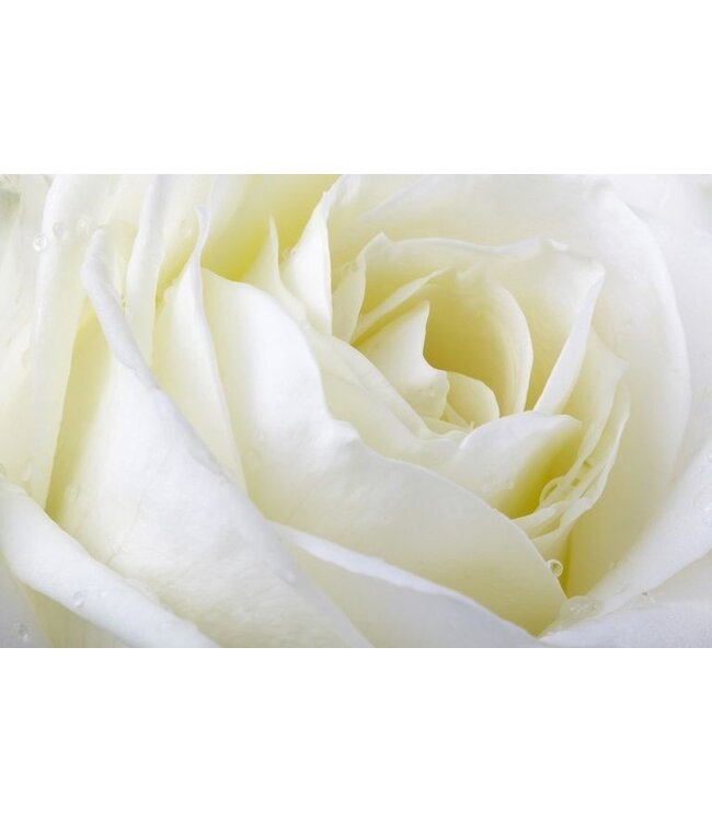 Frische weiße Rosen – EXKLUSIV – Länge ± 70 Zentimeter – Kann pro 10 Stück bestellt werden