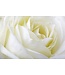 Verse witte rozen - EXCLUSIEF - Lengte ± 70 centimeter - Per 10 stuks te bestellen