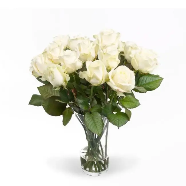 Fresh white roses - EXCLUSIVE - Length ± 70 centimeters - Can be ordered per 10 pieces