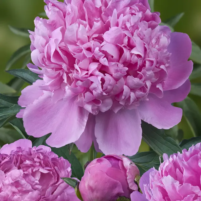 Intense pink peonies "Monsieur Jules Elie" | Can be ordered per bunch of 10 peonies